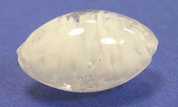  venetian murano clear glass over white clouds 15mm x 9mm oval bead *** QUANTITY IN STOCK =15 *** 